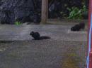 Black Squirrels on Bowen Island: I